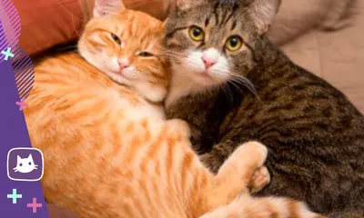 Фотогалерея - Кошачья любовь - Забавные фото кошек