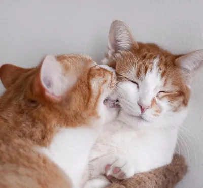 Кошки любовь» — создано в Шедевруме