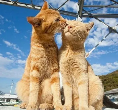 Картины: \"Любовь кошек\" картина маслом на холсте купить в интернет-магазине  Ярмарка Мастеров по цене 40000 ₽ – QD0P4BY | Картины, Кисловодск - доставка  по России