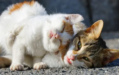 Кошки в любви около 2 часов Стоковое Фото - изображение насчитывающей  юмористика, настроение: 170285270