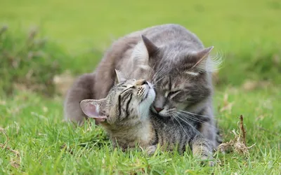 Абиссинские кошки и любовь» — создано в Шедевруме