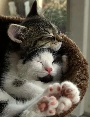 Кошки и человеческая любовь: вопросы - Питомцы Mail.ru