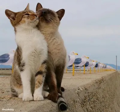 10 Мощных фото. Любовь и кошки. | Милые котики, Кошки, Романтический отдых