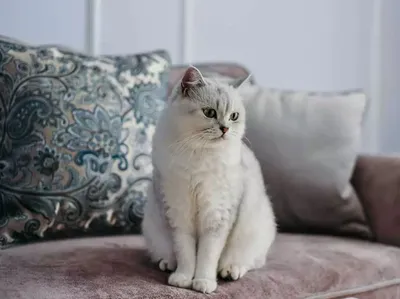 Пятнисто-рыжая (ржавая) кошка
