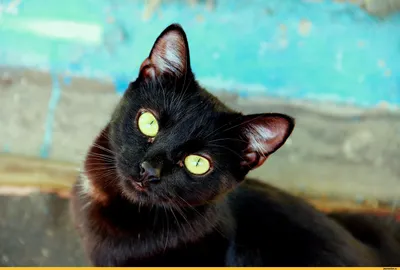 Животные, #Коты, #Корона, #аватары, #картинки, #фото, #авы,  https://avatarko.ru/kartinka/15927 | Сумасшедшие кошки, Кошка сфинкс,  Красивые кошки