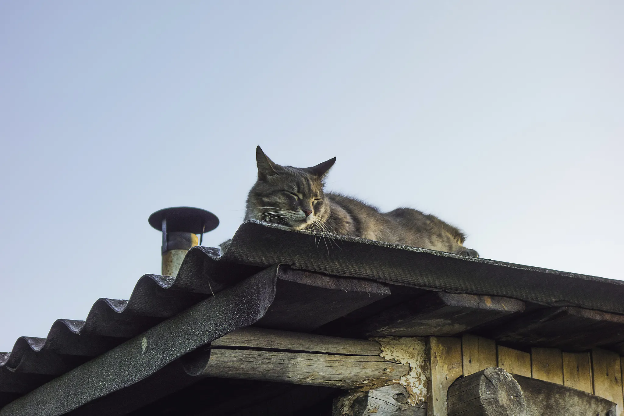 Жил у нас на крыше. Котики на крыше. Кот на Креге. Кот сидит на крыше. Черный кот на крыше.