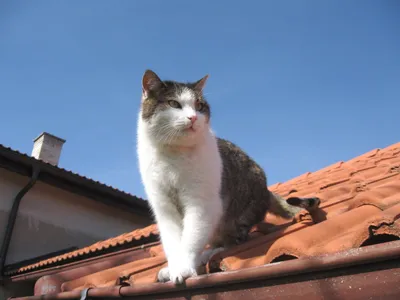 Кот на крыше, обои с кошками, картинки, фото 1024x768