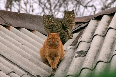 Две Кошки На Крыше — стоковая векторная графика и другие изображения на  тему Крыша - Крыша, Ночь, Сидеть - iStock