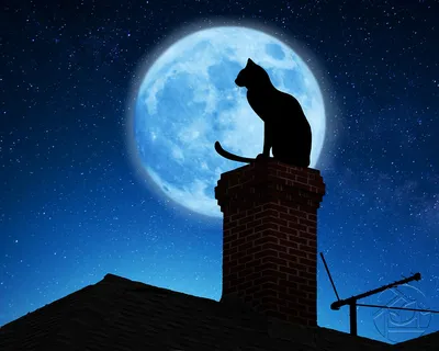 Картины Луна \"Кот на крыше в полнолуние\" - арт 013040004 | Купить в  интернет-магазине Фото в дом - Фото в дом