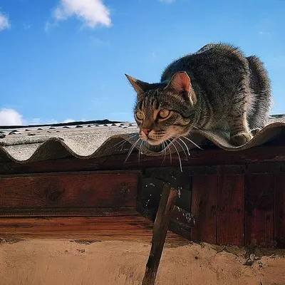 Кот на крыше рисунок - 66 фото