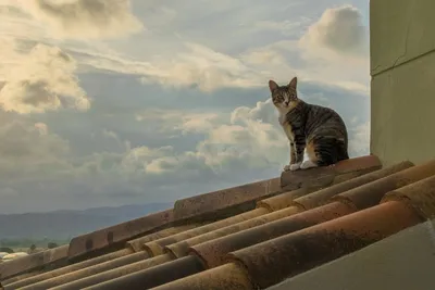 Кошка на крыше рисунок - 69 фото