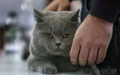 Кошкин дом, породистые кошки Израиля חתולים גזעיים בישראל | Facebook