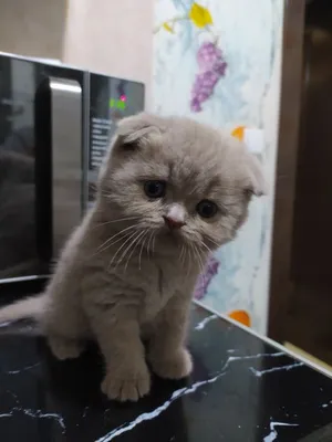 Кошка Гуччи: породистые тоже плачут! | Новости приюта для кошек Муркоша