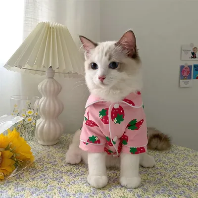 Антропоморфные кошка и кот в одежде…» — создано в Шедевруме