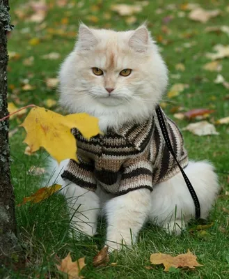 Осенняя одежда для кошек - 65 фото