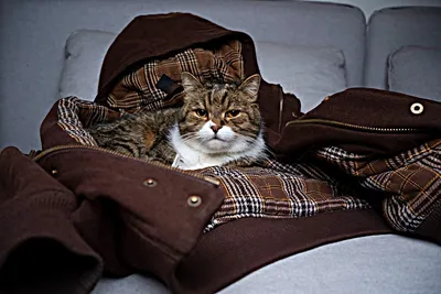 Тёплая одежда для кошек и котов - кофта с удлинённым воротом подходит для  сфинксов, свитшот с рисунком Фестиваль красок - купить с доставкой по  выгодным ценам в интернет-магазине OZON (488314104)