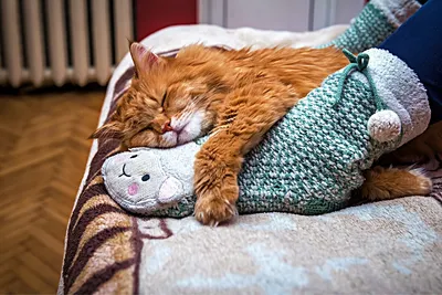 Антропоморфные кошка и кот в одежде…» — создано в Шедевруме