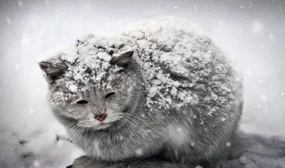 Кошки в снегу картинки фотографии