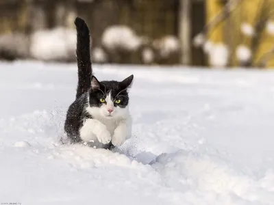 Фотогалерея - Снежные кошки - Забавные фото кошек
