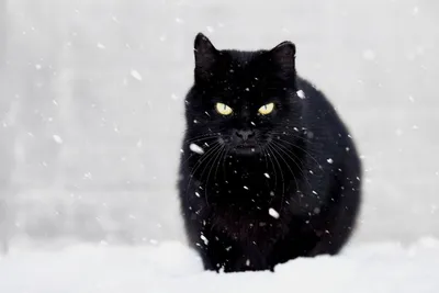 Черная кошка на белом снегу. Это было очень красиво и почему-то печально  (Продолжение) | Cebepinka | Дзен