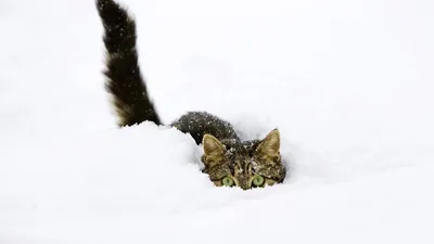Смешные коты в снегу) (Funny Cats in Snow) - YouTube