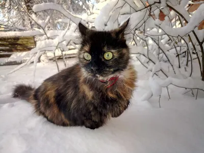 Кошка впервые увидела в живую снег :) | Пикабу