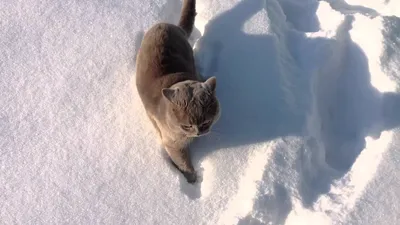Набор алмазной мозайки «Кот в снегу» МС-033