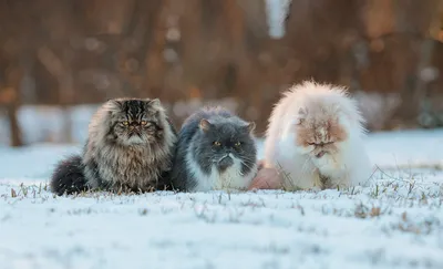 Британский Кот в снегу - britishcat.com.ua - YouTube