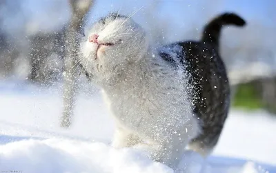Рыжий кот в снегу | Пикабу