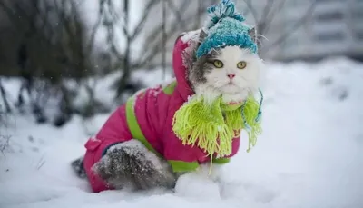 рыжий полосатый кот копается в снегу, кошка, которая роет нору в свалке  снега и какает, Hd фотография фото фон картинки и Фото для бесплатной  загрузки