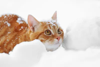 Кошка Лежать В Снегу — стоковые фотографии и другие картинки Домашняя кошка  - Домашняя кошка, Снег, Зима - iStock