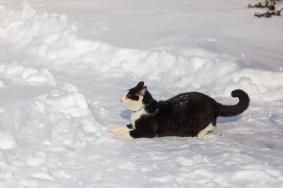 Кошка в снегу | Премиум Фото
