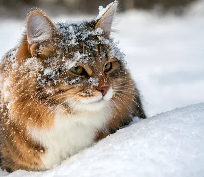 Зимний кот. Хотя скорее кошка #cat #winter #snow #snowdrift #кот #зима #снег  #сугроб | Pets, Cats, Animals
