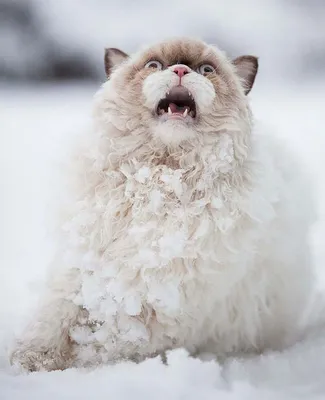 Первый снег: кошки vs собаки (много уморительных фото) | MAXIM