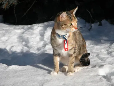 Кошка на снегу - большое веселье или ... опасность? Вы должны помнить об  этом | Koty | Дзен