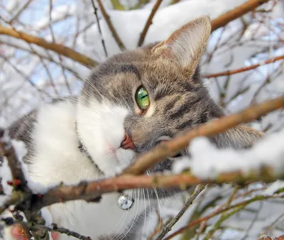 СМЕРТЕЛЬНЫЙ ХОЛОД ⟩ Морозы могут быть опасны для собак и кошек