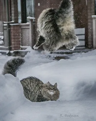 Кошки в снегу - Моя газета | Моя газета