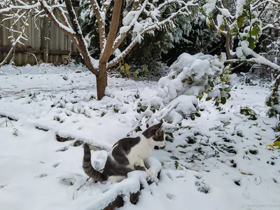 Кошка в снегу | Релакс • Am 🍀 | Дзен