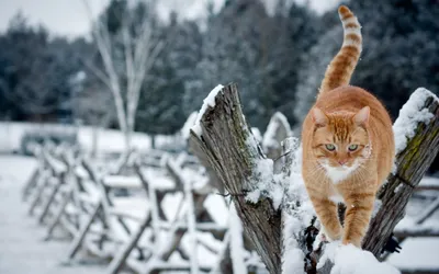 Кот в глубоком снегу стоковое фото ©vvvita 72662003