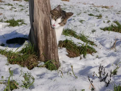 следы кошки в снегу. рыжий кот идёт по снегу Стоковое Фото - изображение  насчитывающей коты, снаружи: 234917032