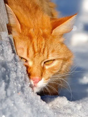 Рыжий кот радуется снегу | Кошки, Кошачьи фотографии, Рыжие кошки