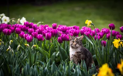 С первым днем весны картинка с кошками | Котята, Кошки, Весна