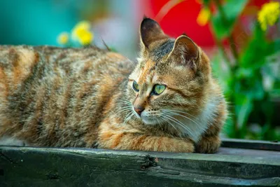 Весна, кошки расцвели. | Пикабу