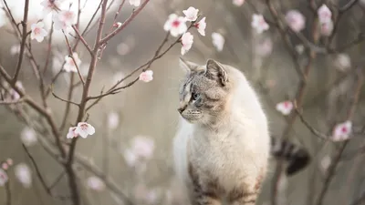 Домашние кошки отдыхают весной Фон И картинка для бесплатной загрузки -  Pngtree
