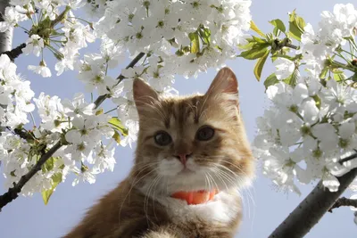 Весна пришла, и кошки расцвели: Персональные записи в журнале Ярмарки  Мастеров