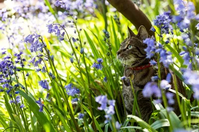 Кошки и весна, история одной встречи. Фотограф Сальников Евгений