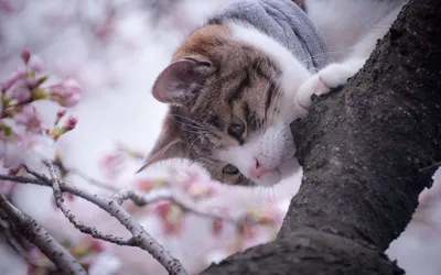 В первый день весны в нашей стране отмечается День кошек | 01.03.2023 |  Гулькевичи - БезФормата