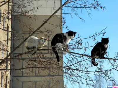 Течка у кошек - Кошки обзор на Gomeovet