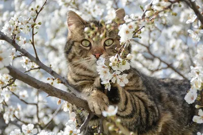 Кошка Весна (63 фото) - 63 фото