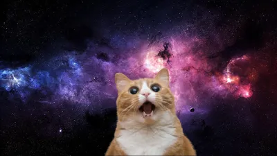 Космос картинки коты